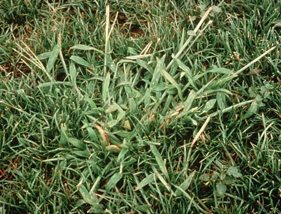 5 Common Lawn Issues
